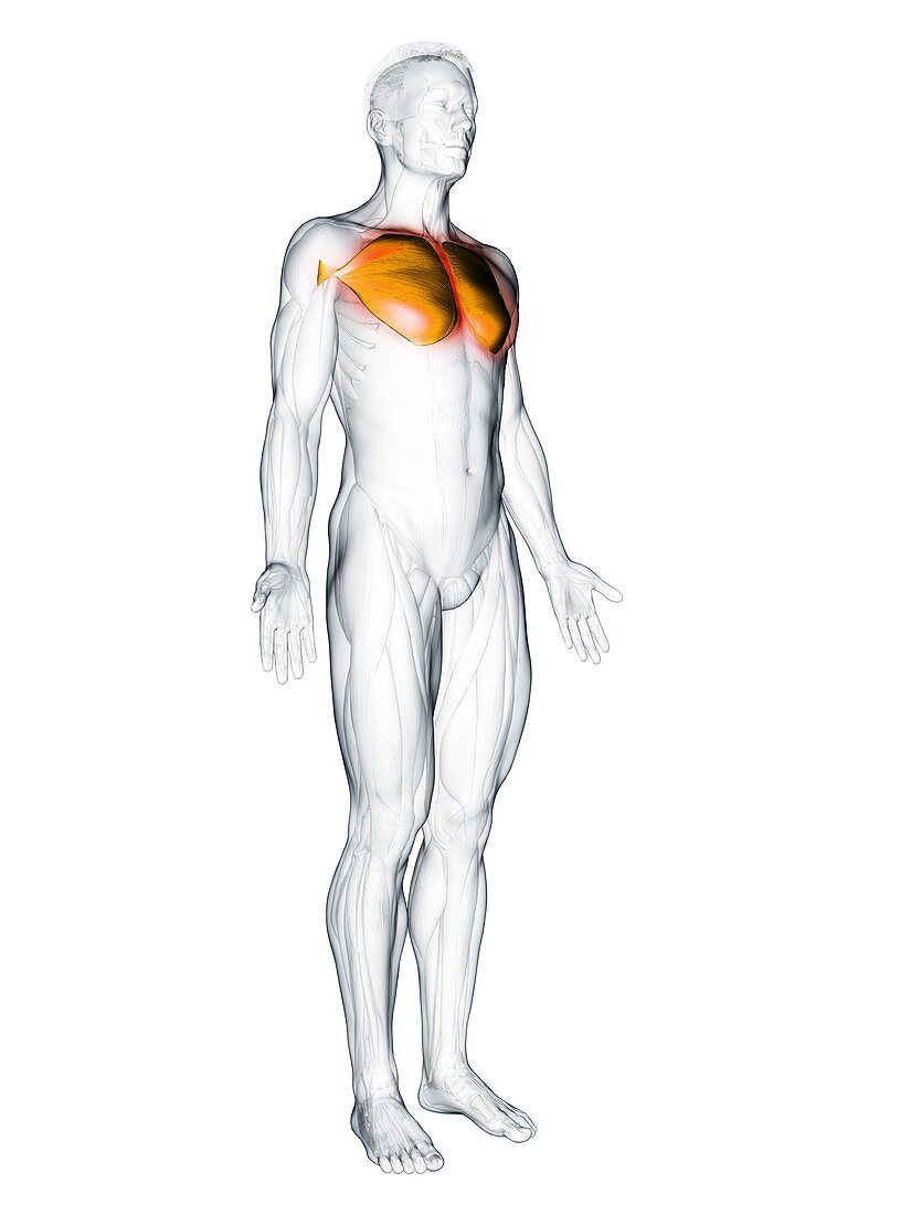 Pectoralis major muscle, illustration