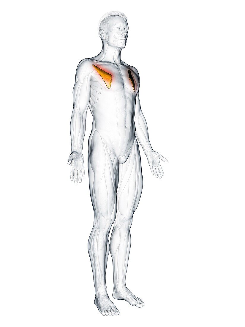 Pectoralis minor muscle, illustration