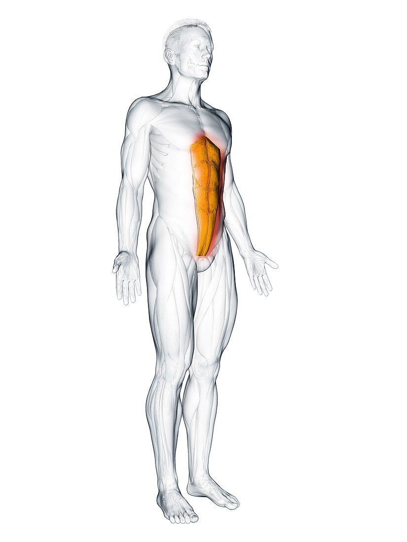 Rectus abdominis muscle, illustration