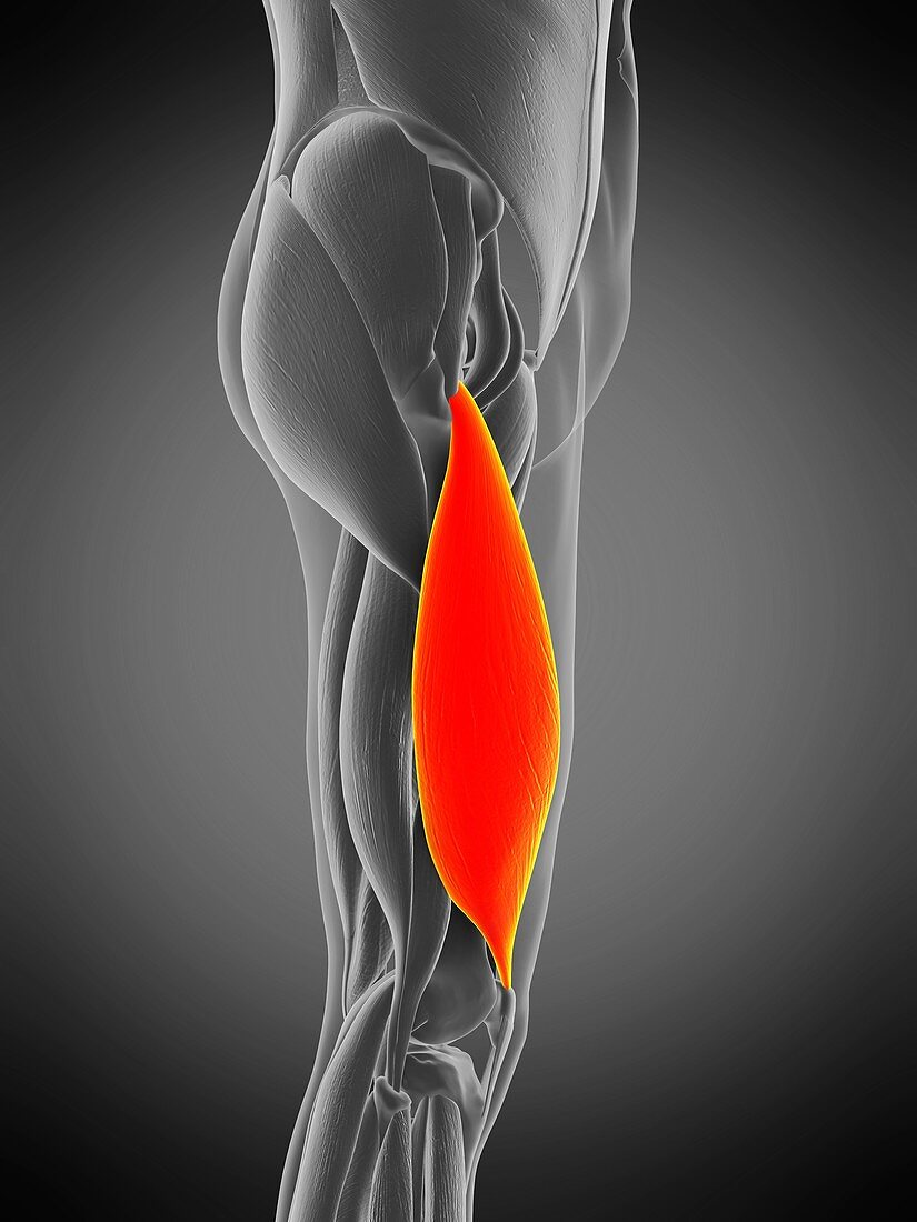 Vastus lateralis muscle, illustration