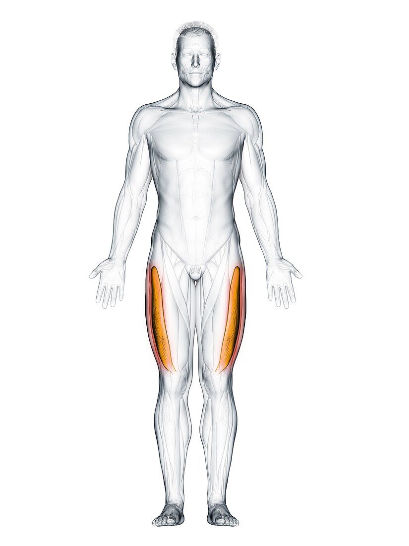 Vastus lateralis muscle, illustration