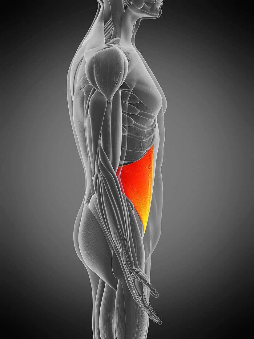 Internal oblique muscle, illustration