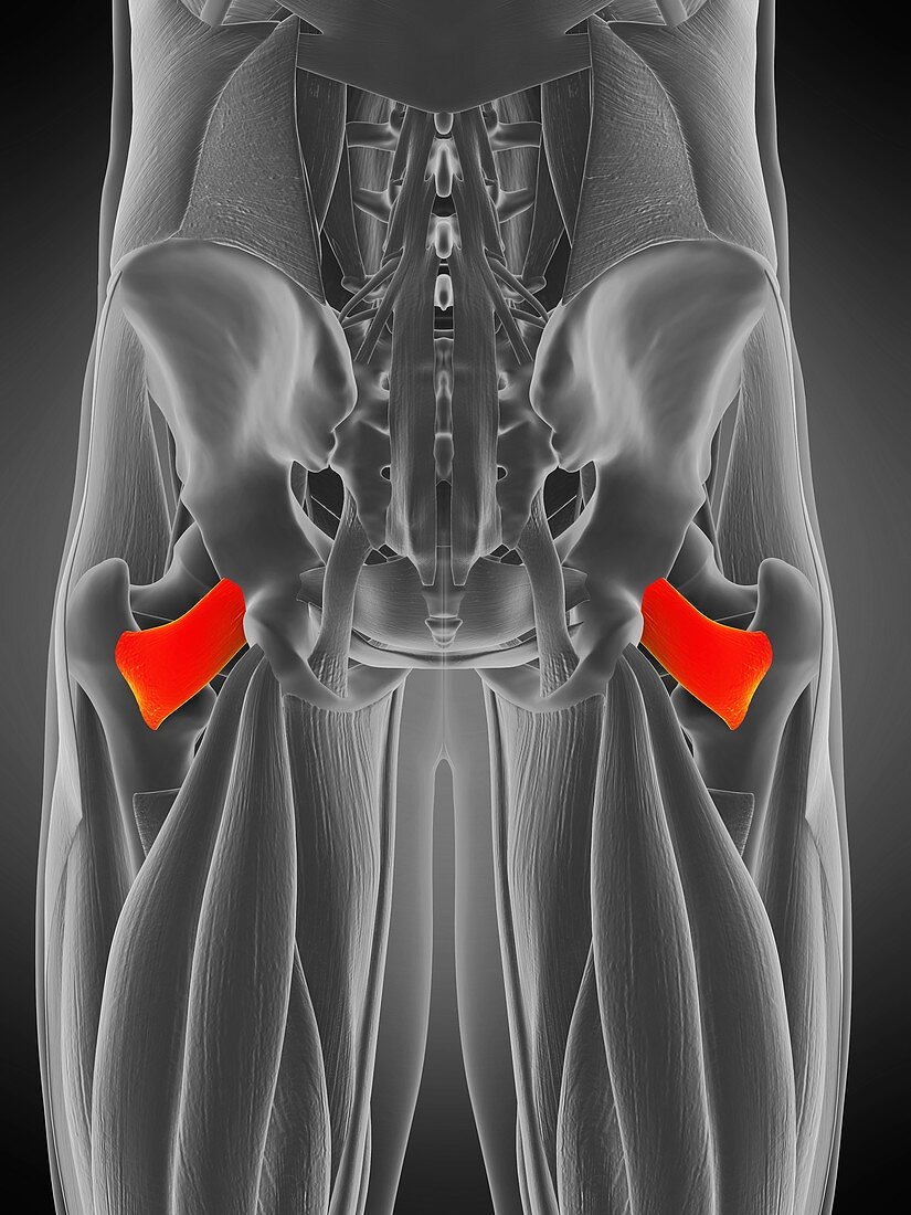 Quadratus femoris muscle, illustration