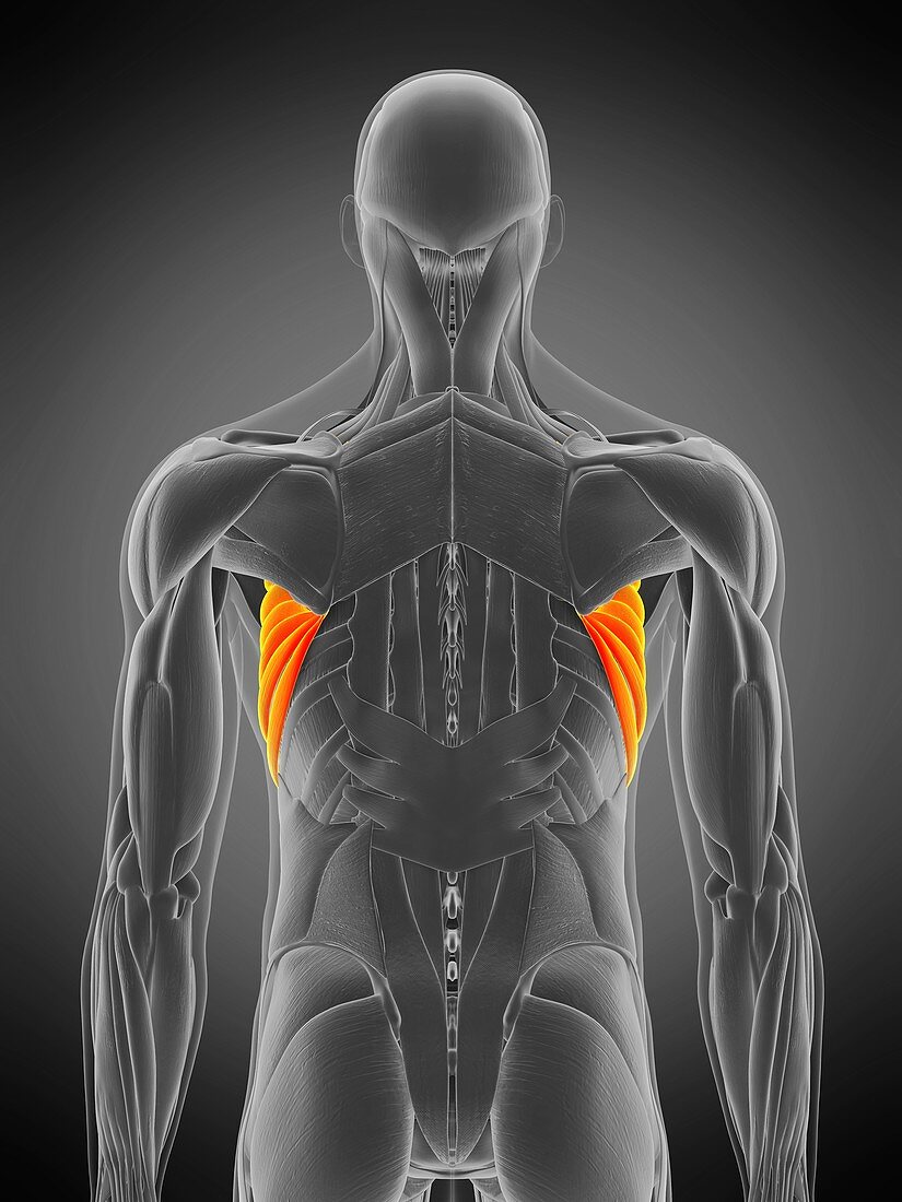Serratus anterior muscle, illustration