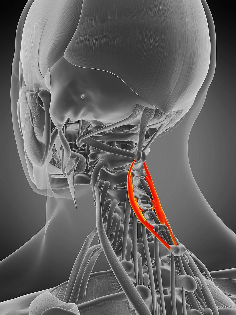 Spinalis cervicis muscle, illustration