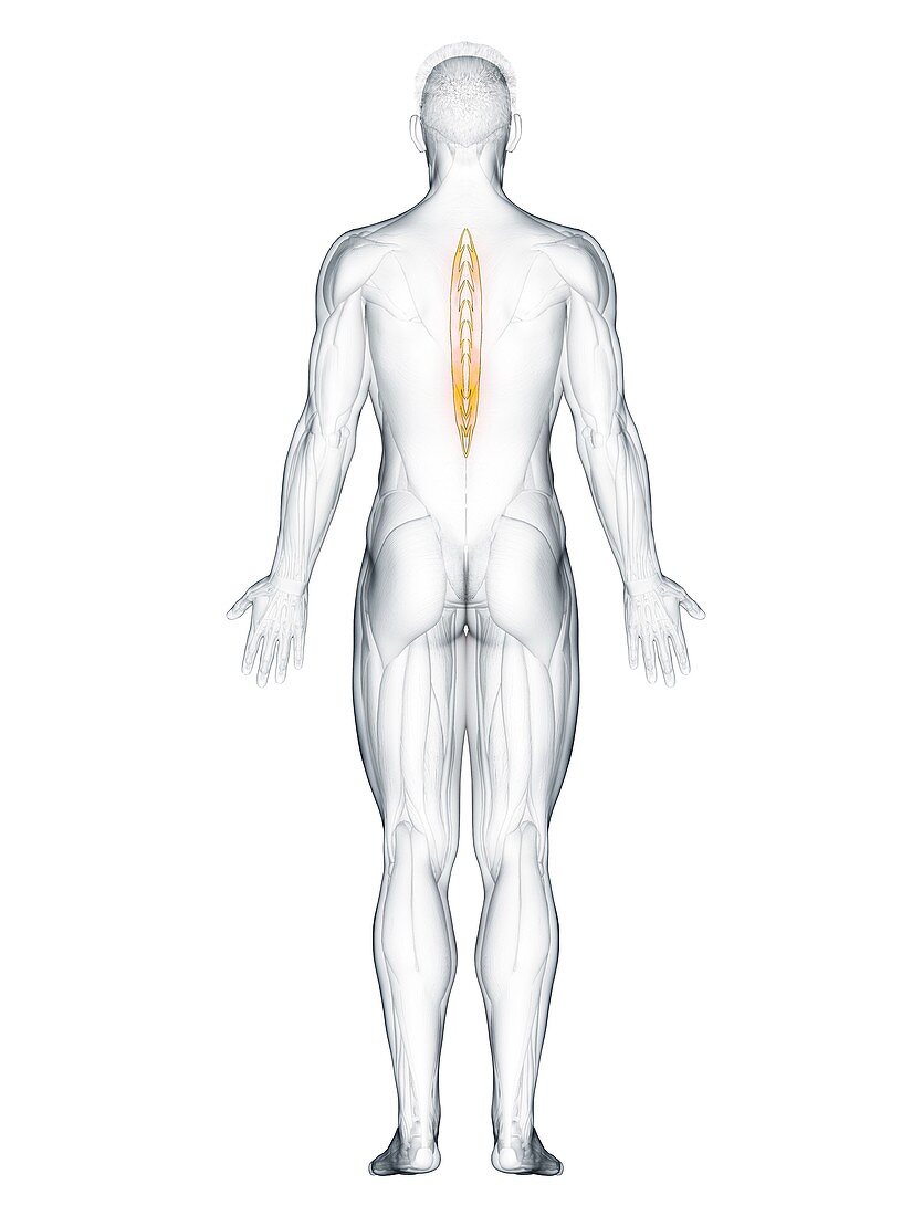 Spinalis thoracis muscle, illustration