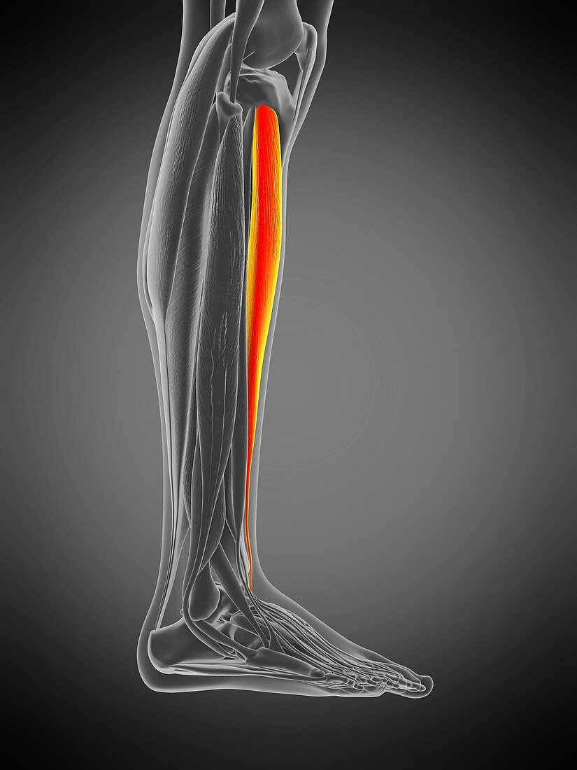 Tibialis anterior muscle, illustration