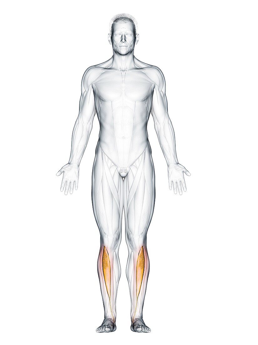Tibialis anterior muscle, illustration