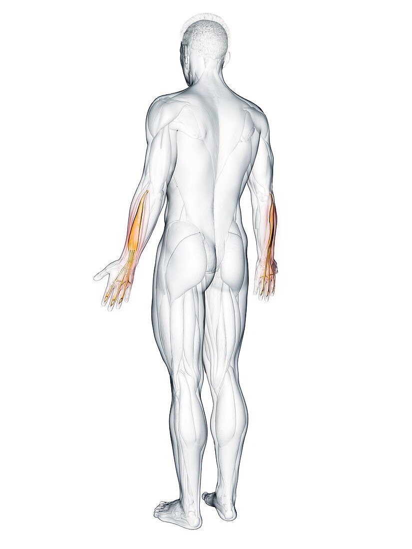 Extensor digitorum muscle, illustration