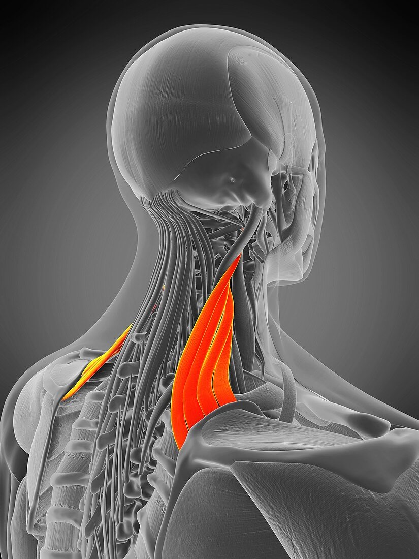 Levator scapularis muscle, illustration