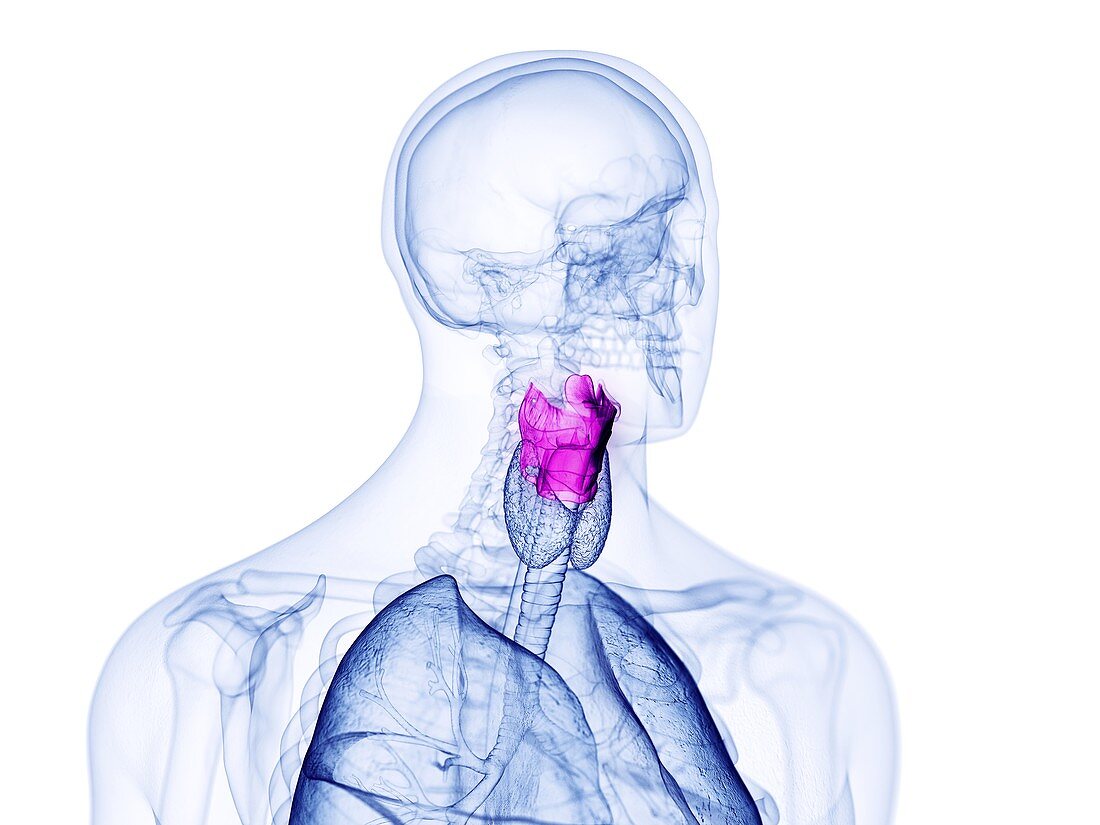 Human larynx, illustration