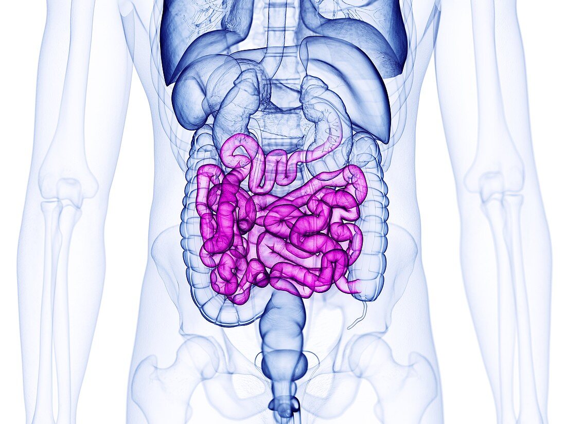 Small intestine, illustration