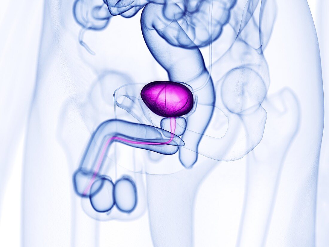 Urinary bladder, illustration