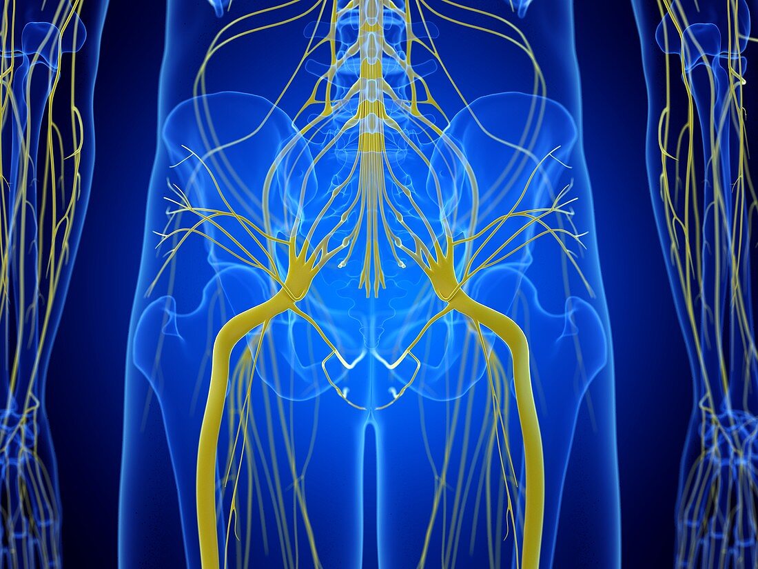 Hip nerves, illustration