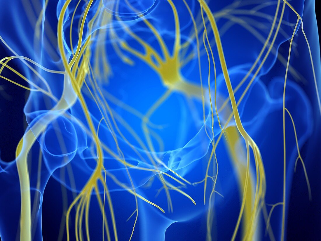 Sciatic nerves, illustration