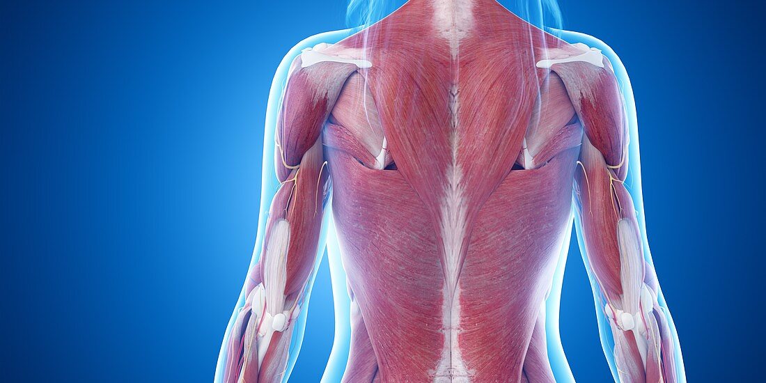 Upper body muscles, illustration