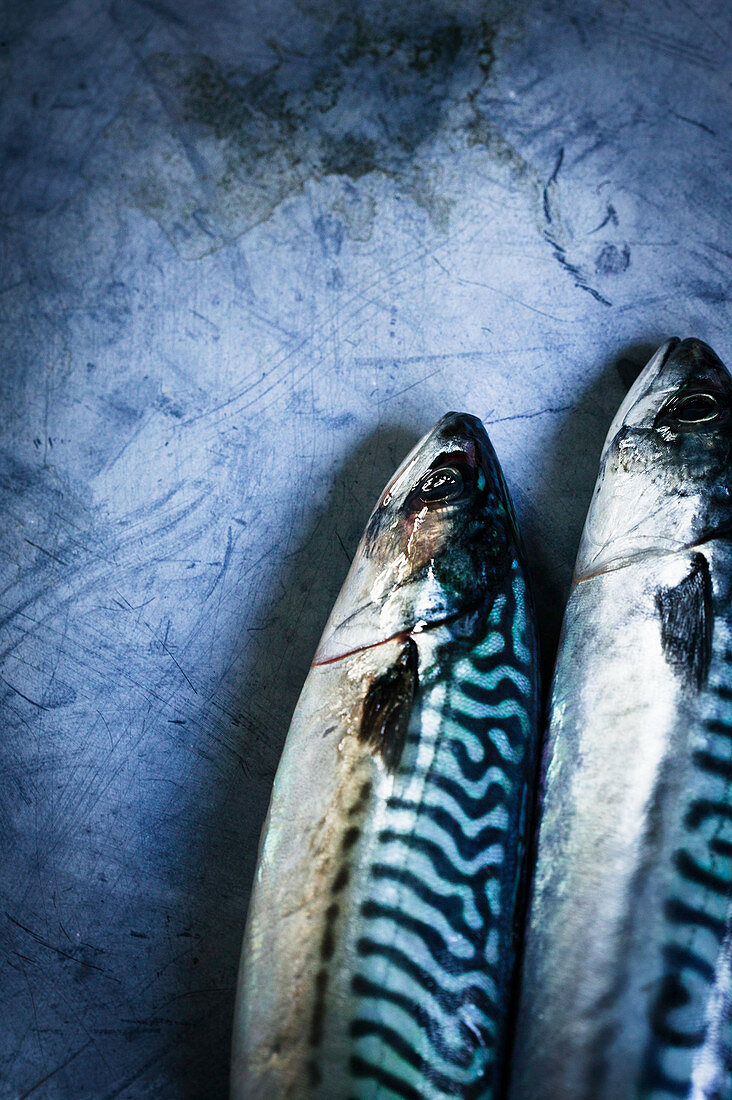Two mackerel on zinc surface