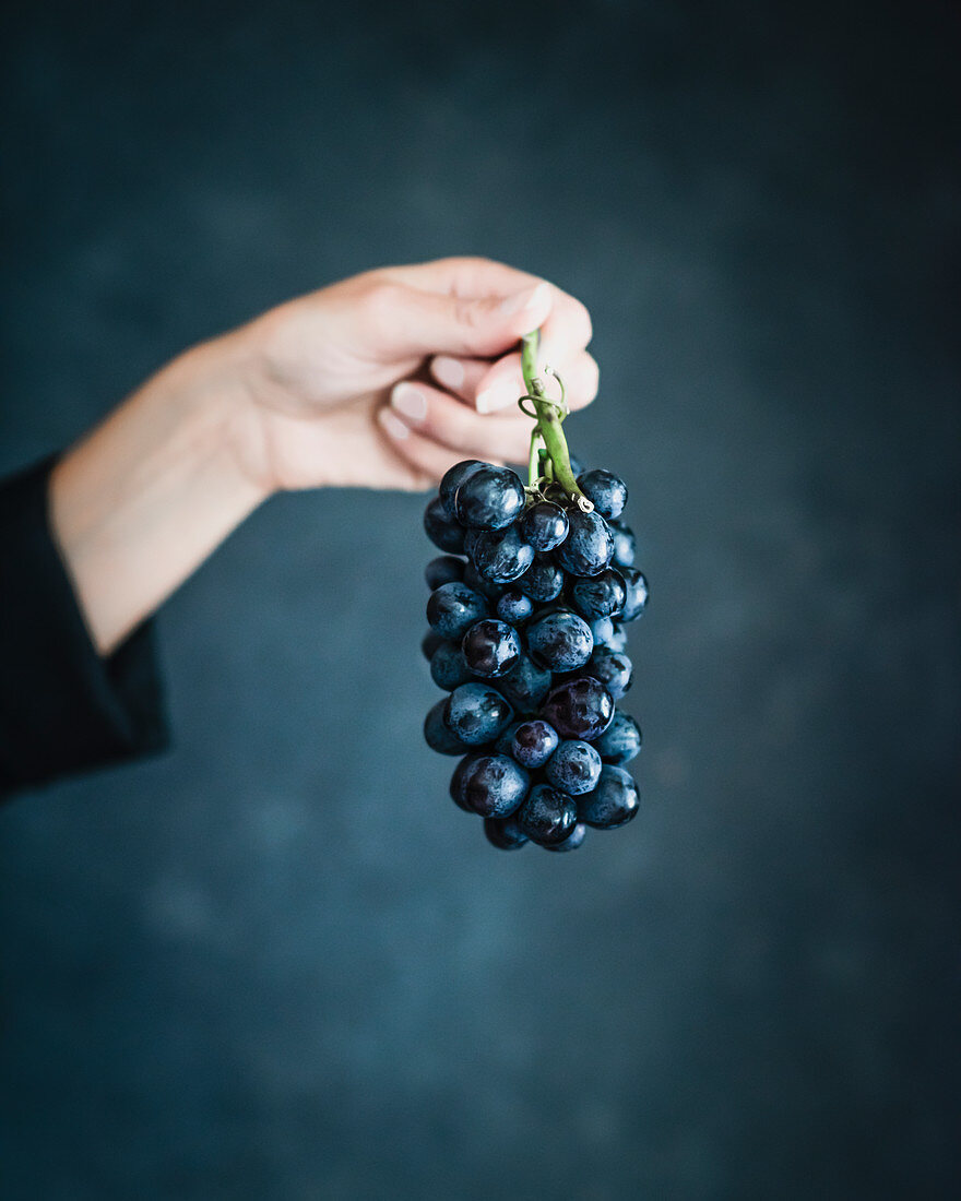 Woman's hand holding blue grapes agains blue background