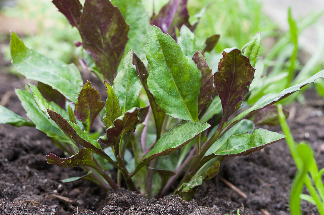 Okinawa spinach (handama)