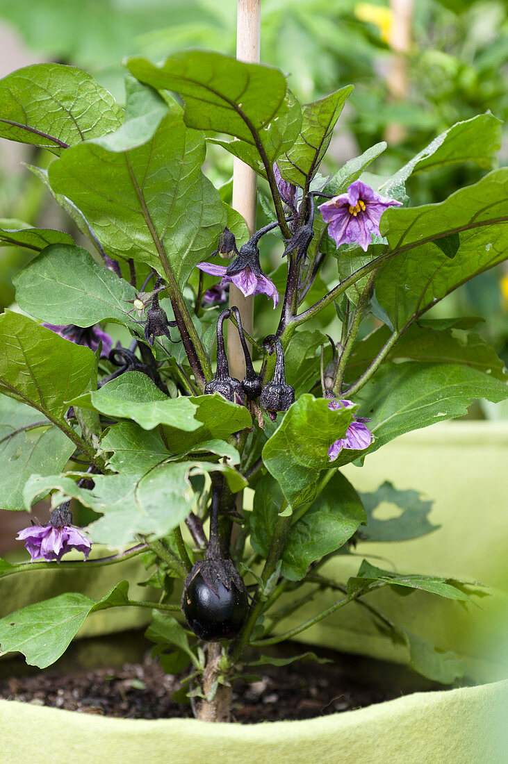 Aubergine plant of the Bambino variety in a pot on a terrace