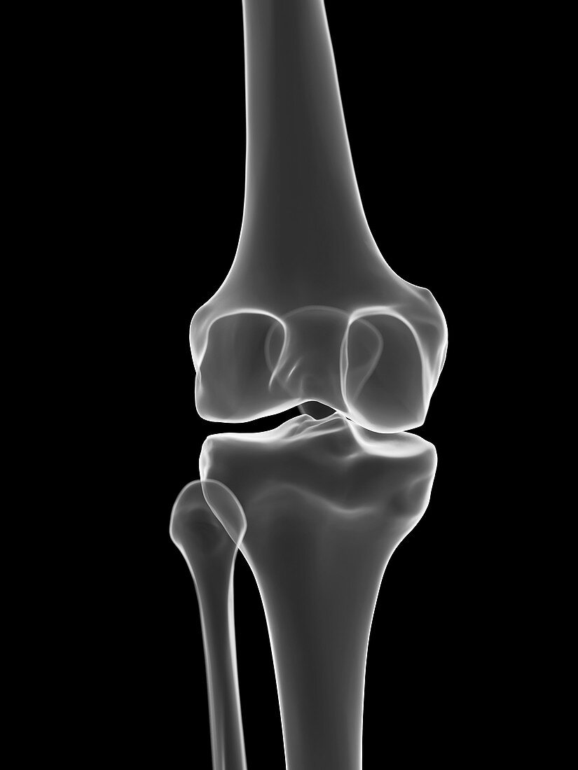 Knee joint, illustration