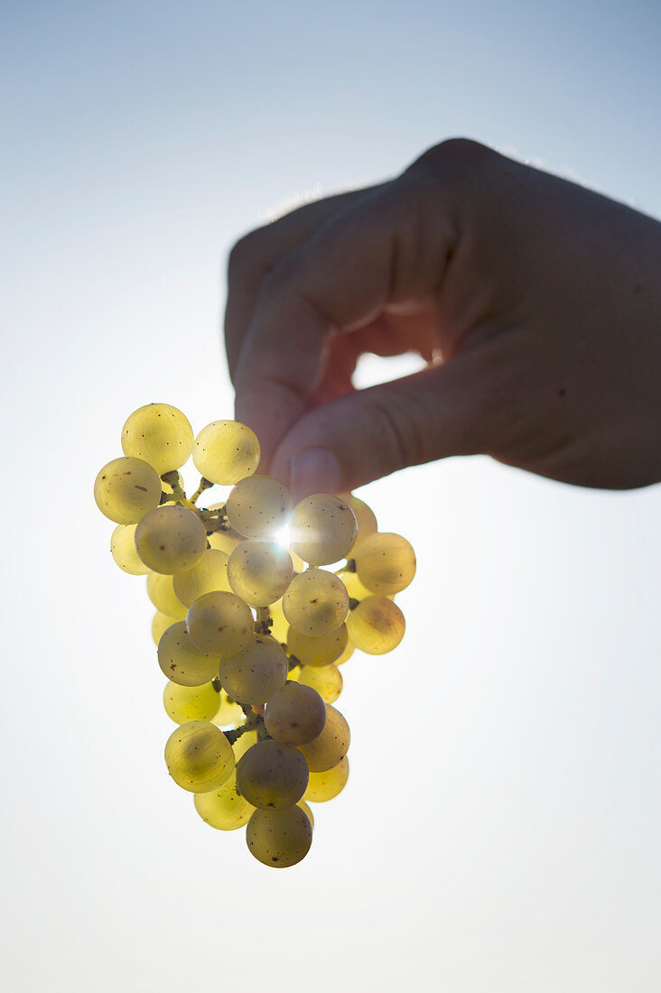 A hand holding Riesling grapes