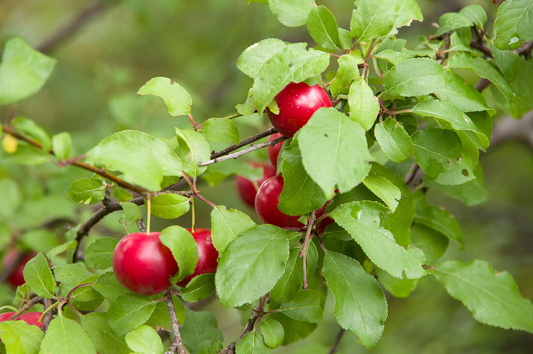 Rote Wildpflaume (Prunus americana) am Baum
