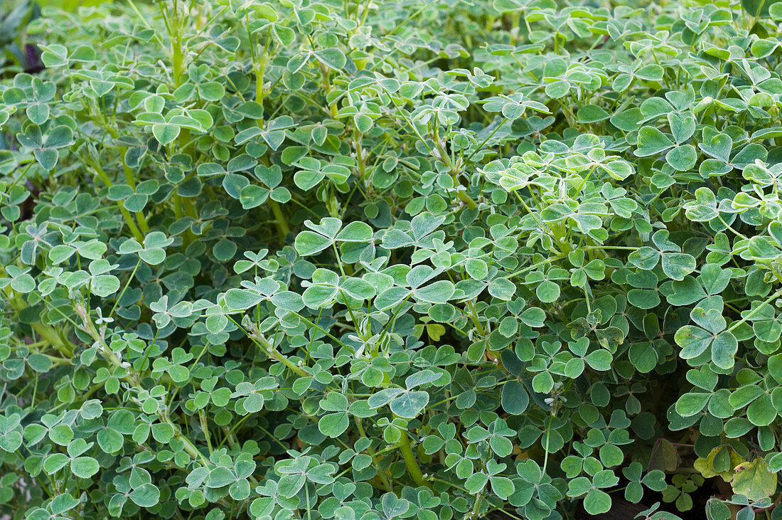 Oca plants in a garden