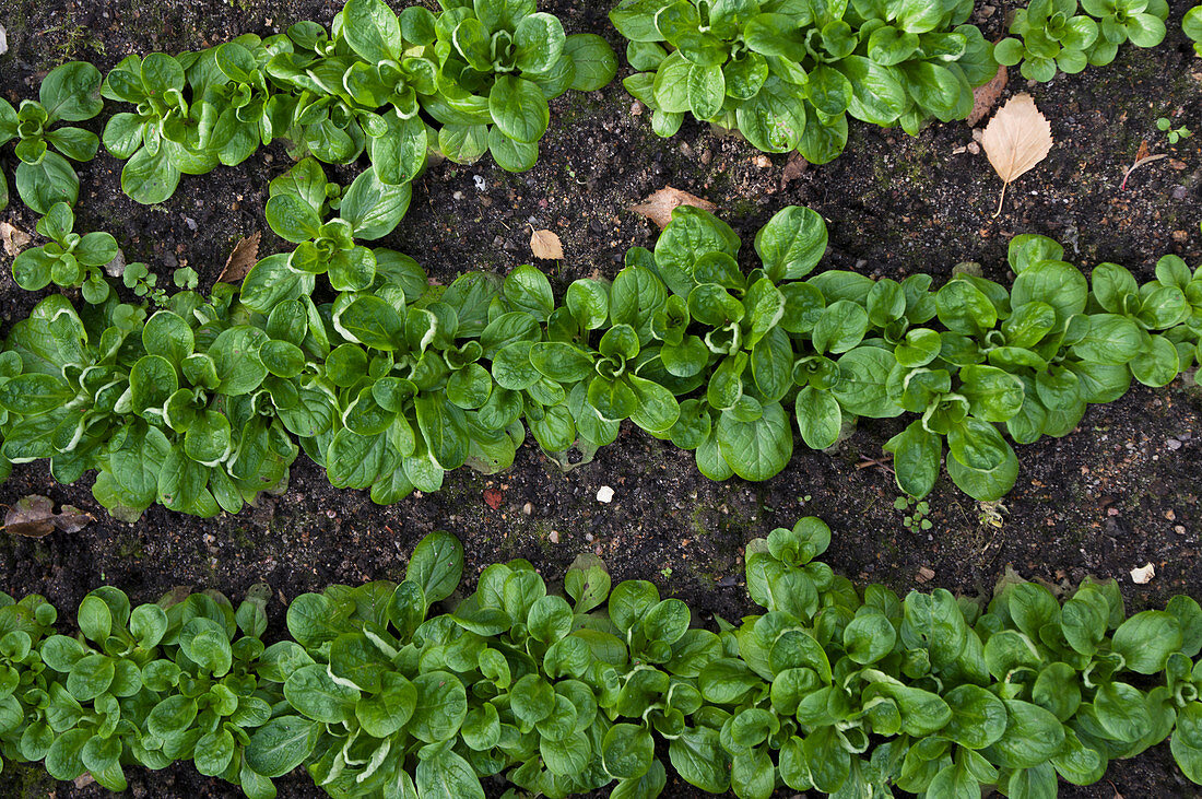 Lambs lettuce in rows in a vegetable patch