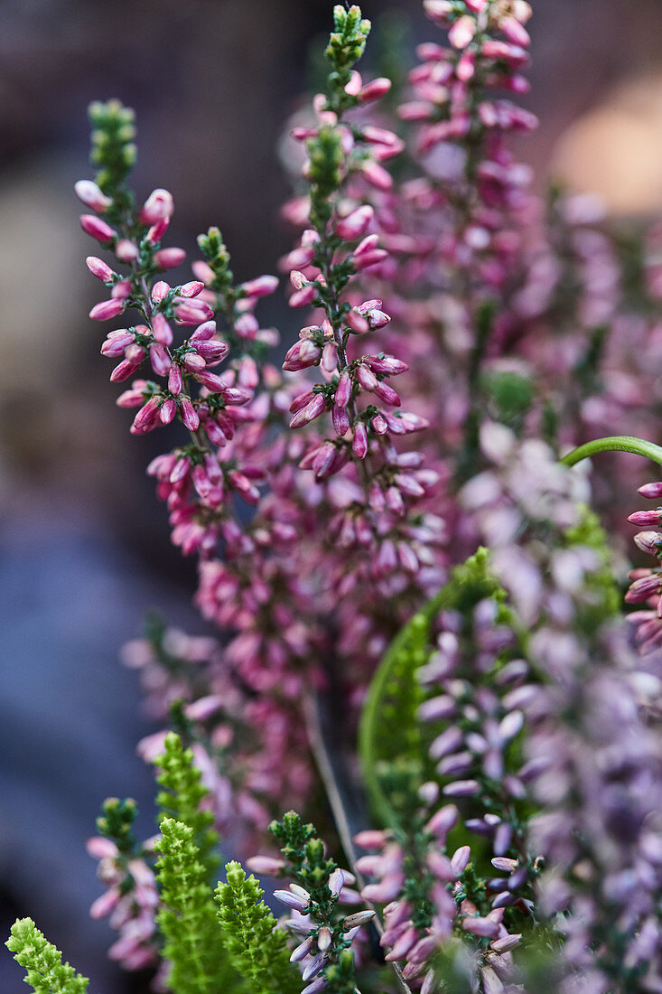 Close-up of flowering heather