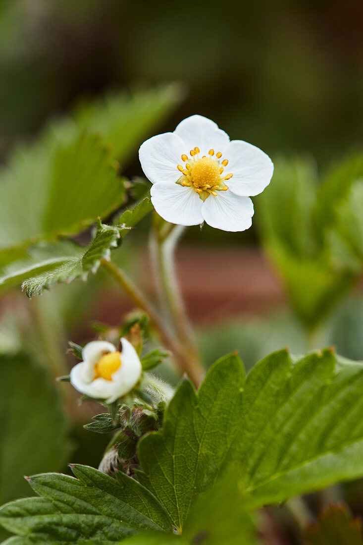 Nahaufnahme einer Erdbeerblüte