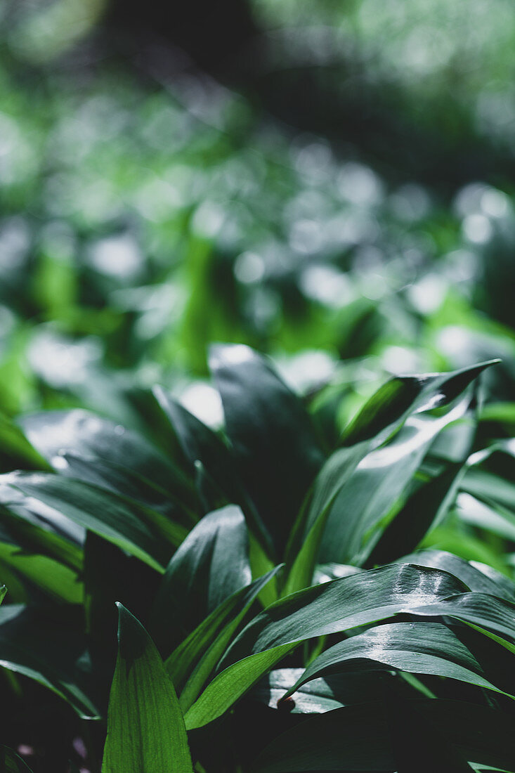 Ramsons (wild garlic) in a wood