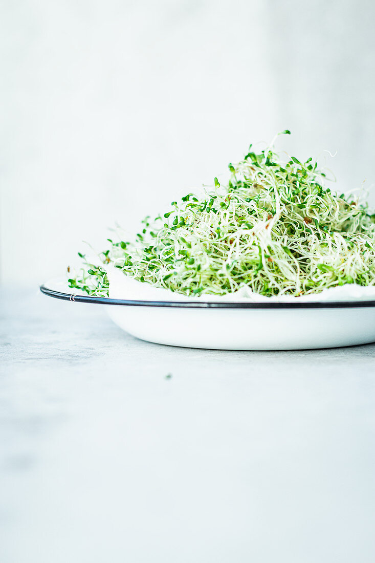 Alfalfa sprouts in an enamel bowl