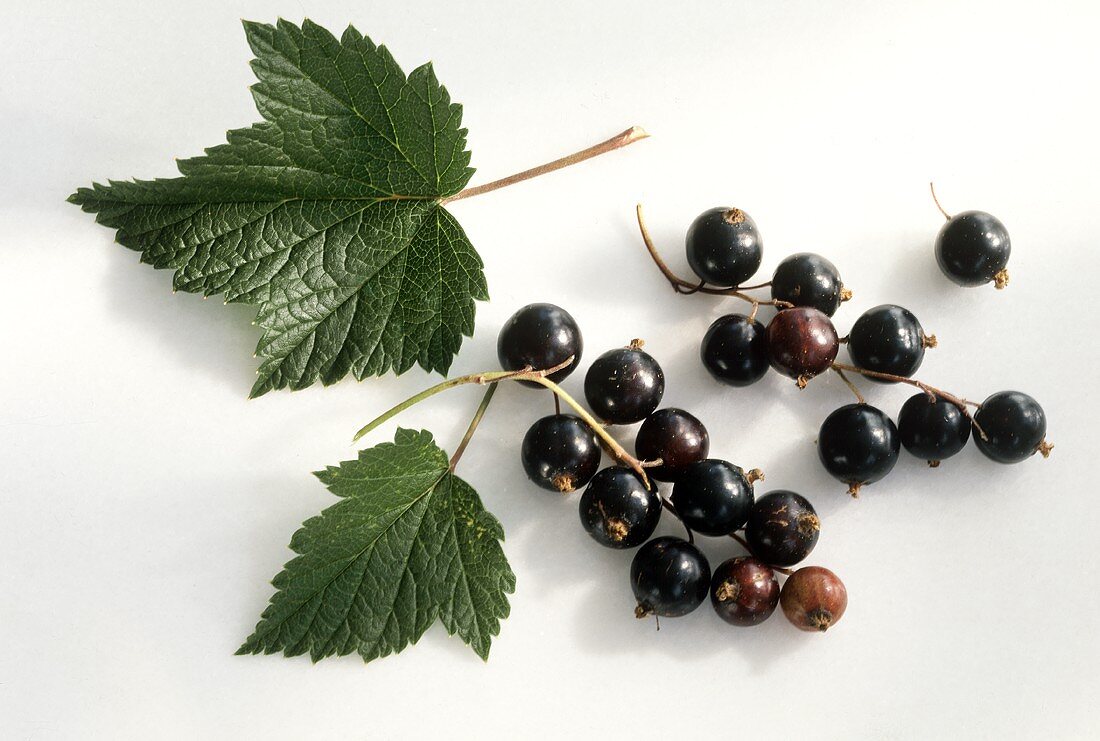 Schwarze Johannisbeeren