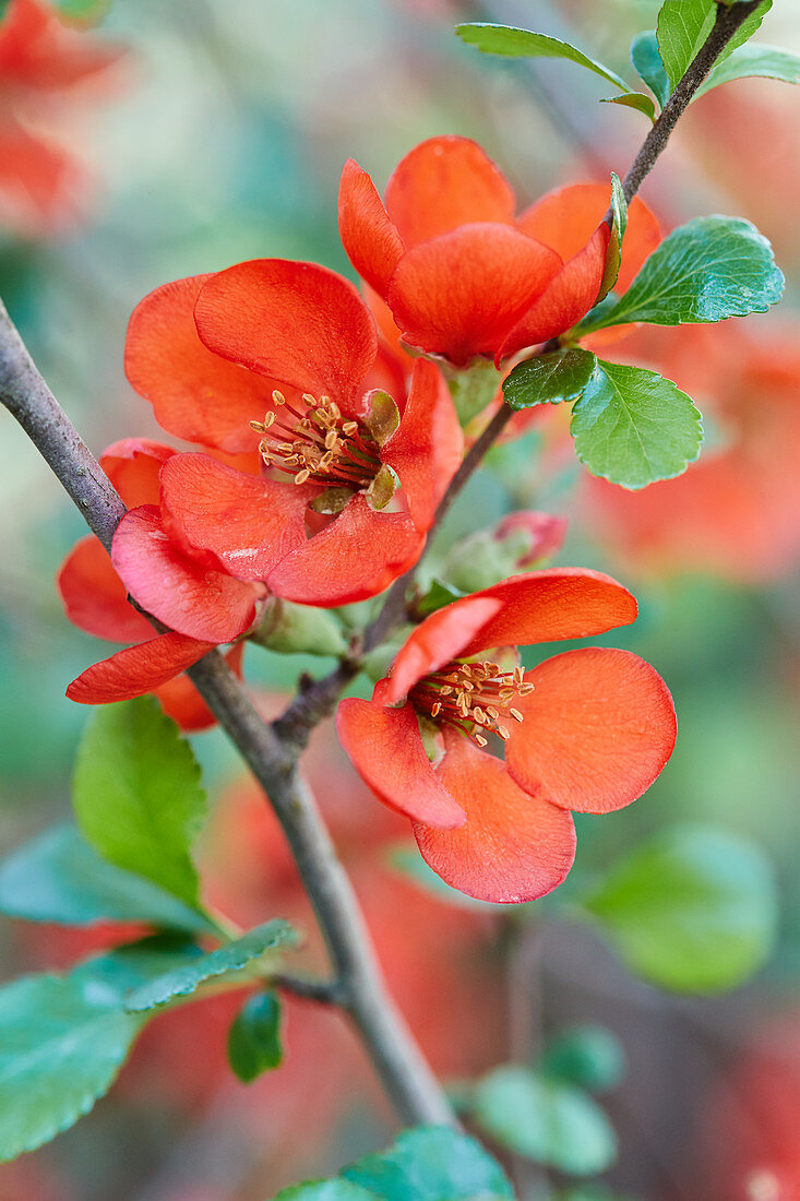 Branch of Japanese flowering quince blossom