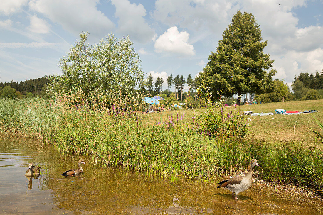 Losheimer See, Saarland, Deutschland