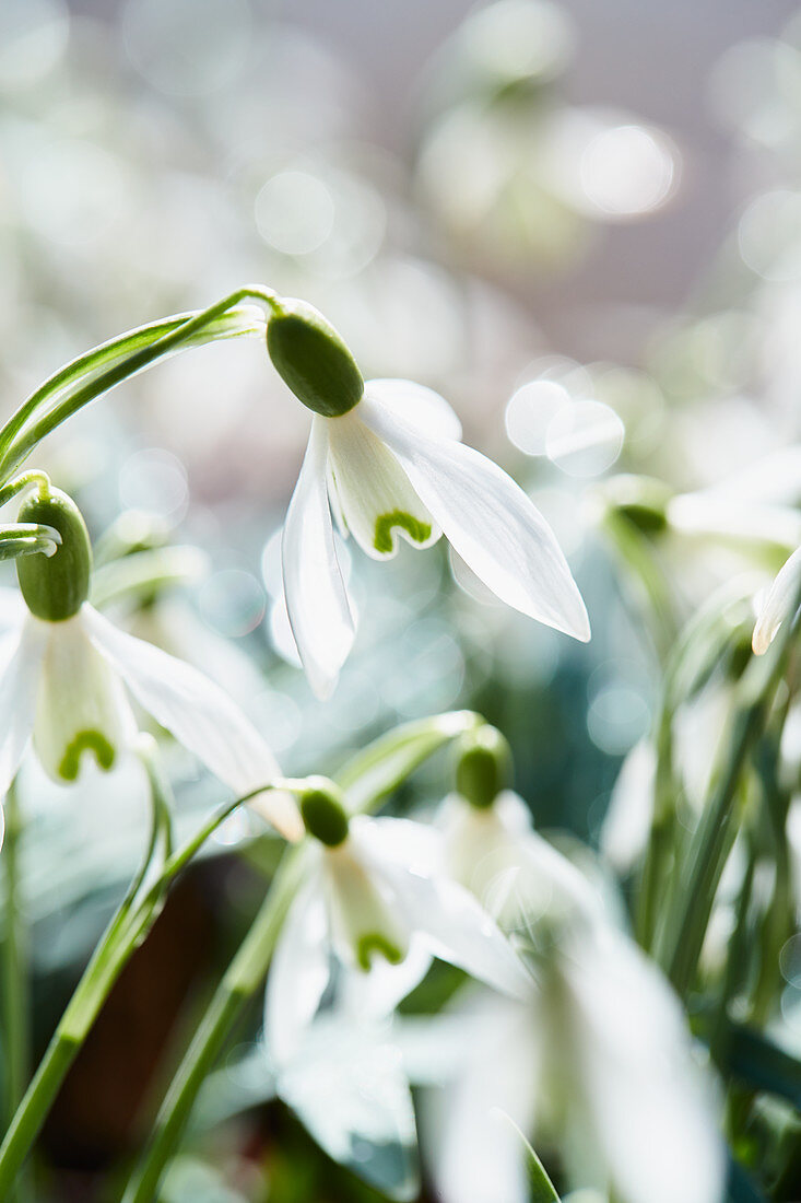 Snowdrops