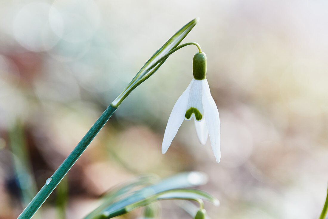 Snowdrop