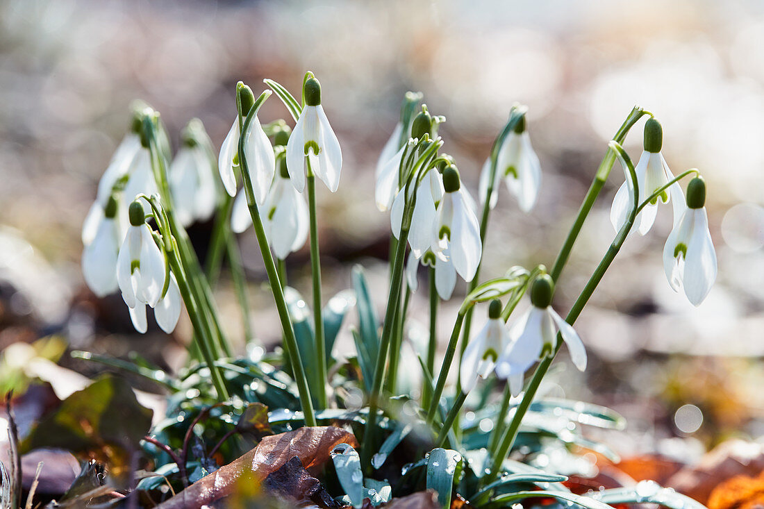 Snowdrops