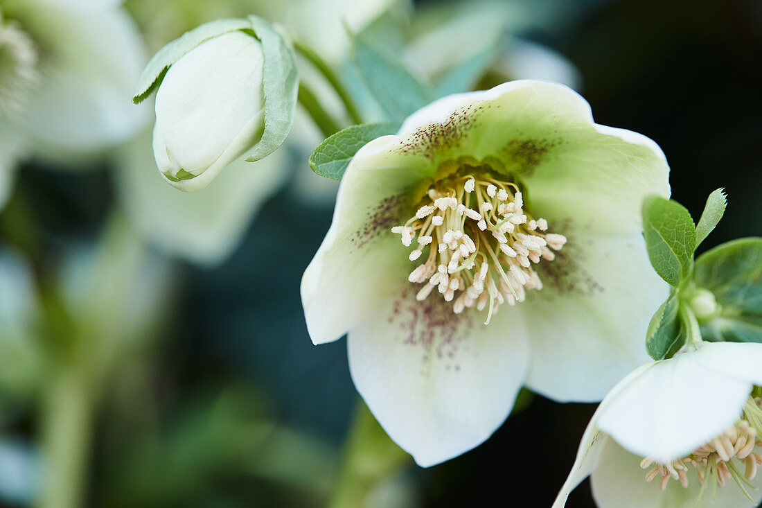 Speckled hellebore 'White Spotted Lady'