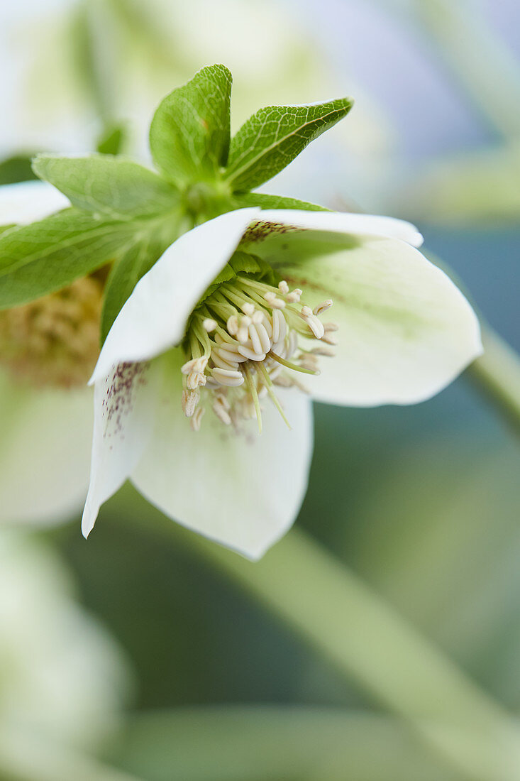 Speckled hellebore 'White Spotted Lady'