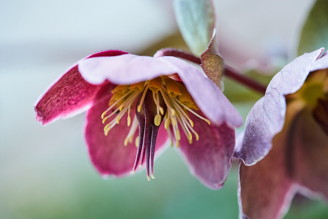 Hellebore 'Penny's Pink'