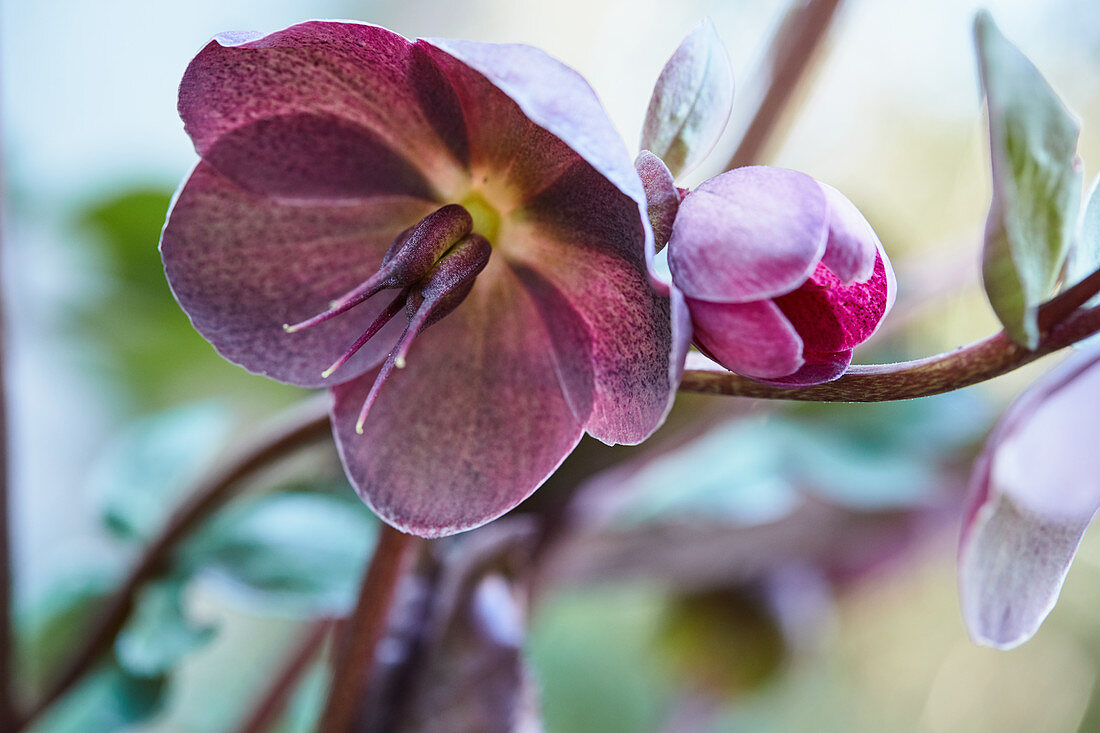 Lenzrose 'Penny's Pink'