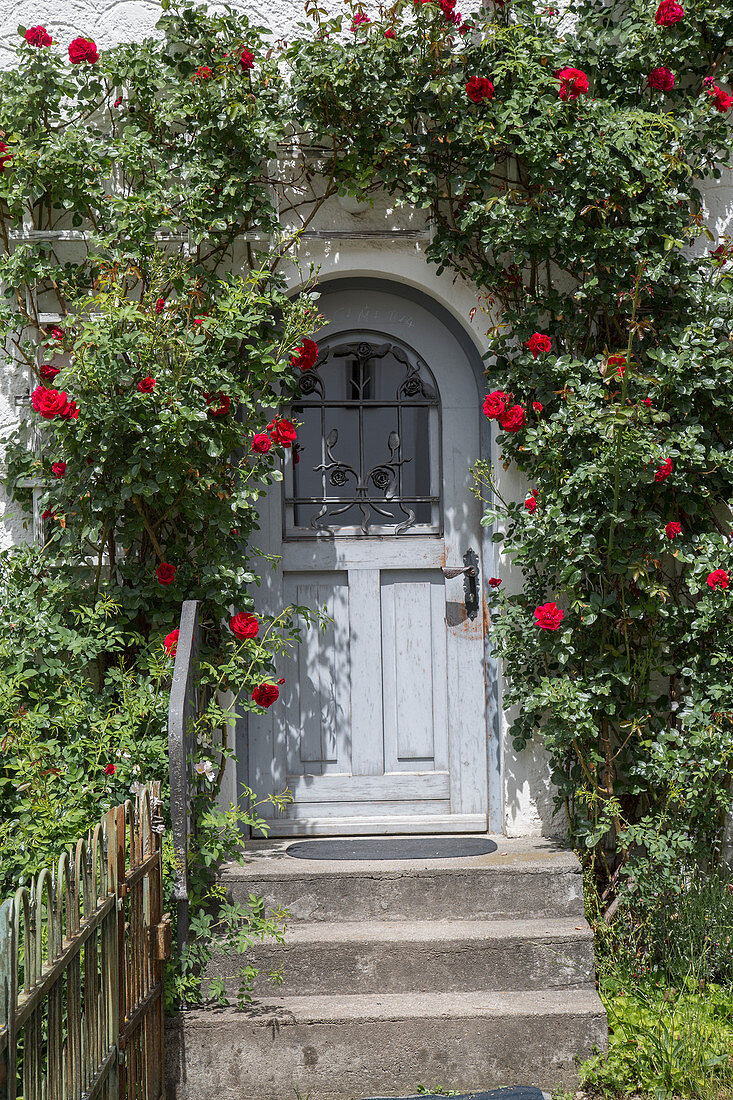 Flowering climbing rose on house wall framing front wall