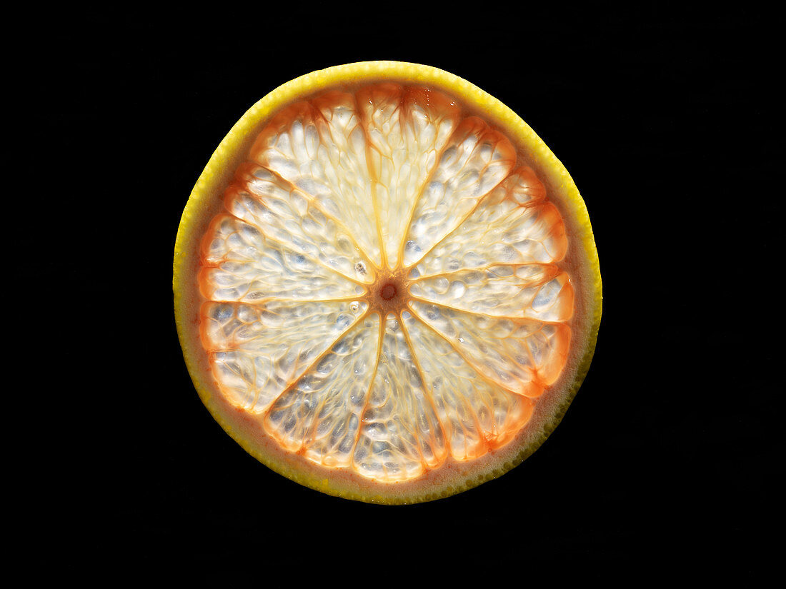 Backlit portrait of a pink grapefruit slice