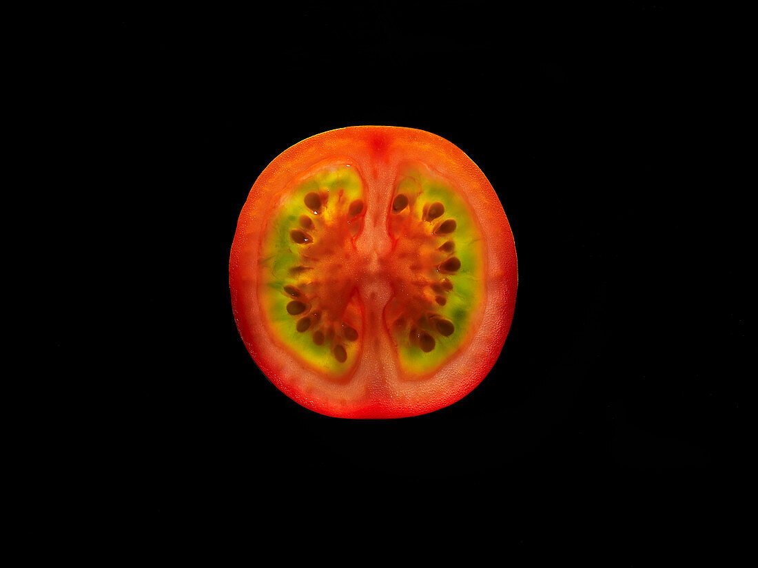Backlit portrait of a red cherry tomato slice