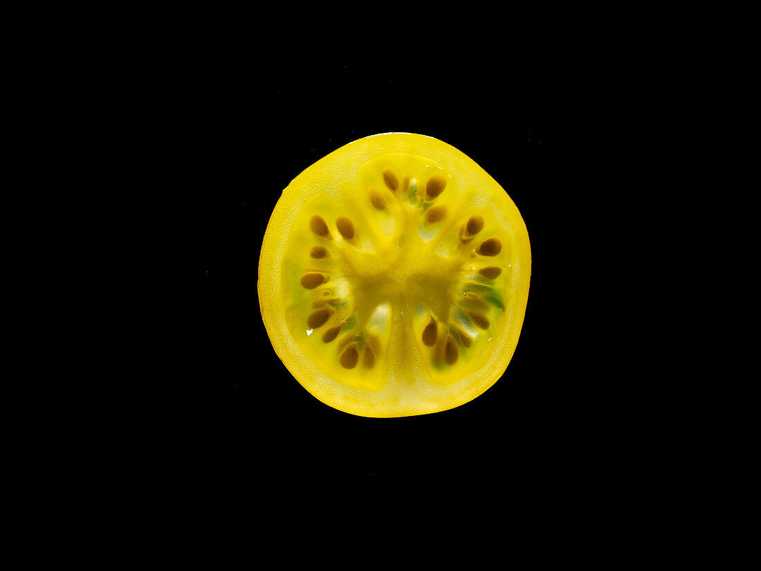 Backlit portrait of a yellow tomato slice