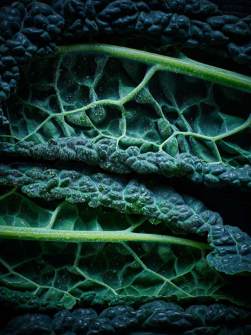 A close up shot of a cabbage leaf