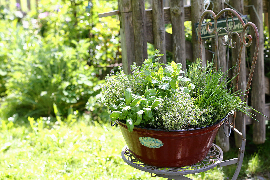 Various kitchen herbs planted in vintage tub on garden chair