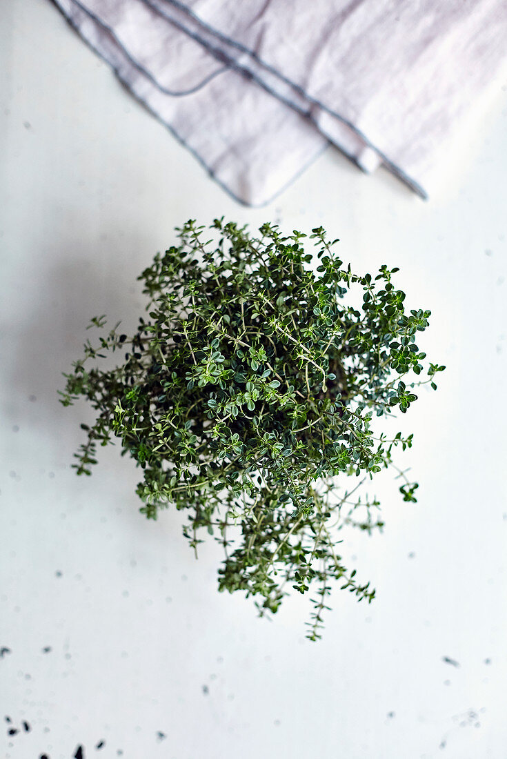 A bunch of thyme